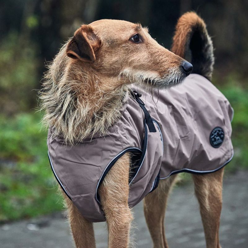 ハンター 2月入荷 アイテムご紹介 ジャーマンペット