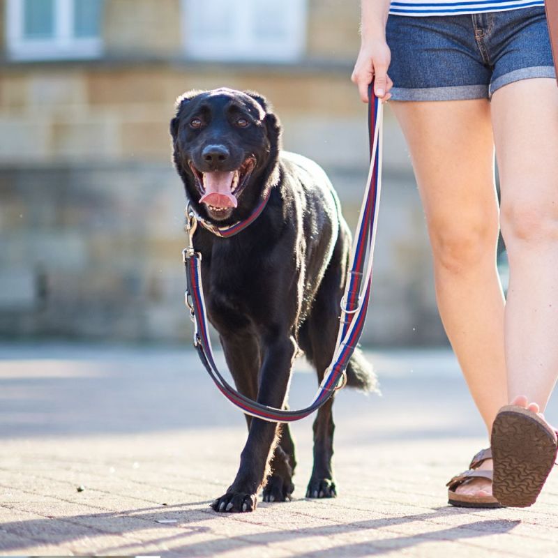 ハンター 犬用 カラー ダバオ Alu Strong M 旧表記sサイズ ジャーマンペット オンラインショップ