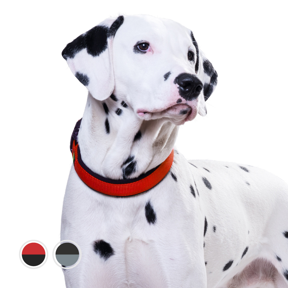 大型犬に贈る、HUNTERの特別アイテム。(2023/05/17 更新) - ジャーマン