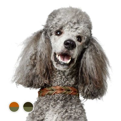 ハンター 犬用 カラー エルクレザー（ヘラジカ革） カナディアン 50