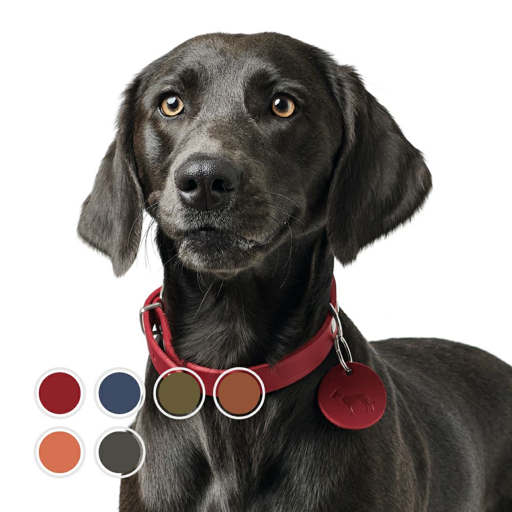 ハンター 犬用 首輪 オールボー 37/XS-S | ジャーマンペット