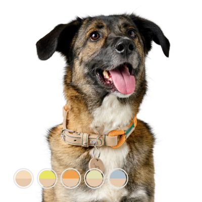 いっぬ ハンター 犬用 首輪 カナディアン アップ プチ 16-22/XXS-XS
